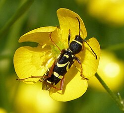 Clytus arietis, a wasp-mimicking beetle