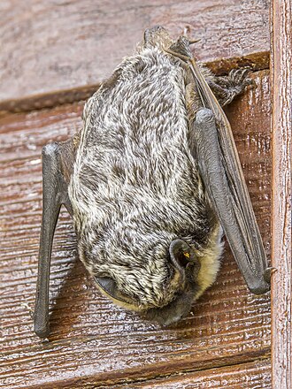 Parti-coloured bat